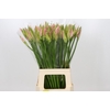 Nerine Vesta K