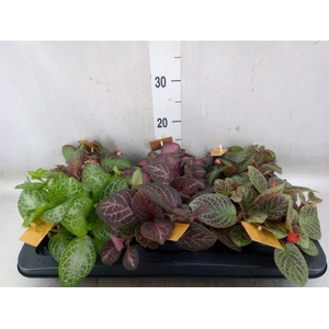 Episcia   ...