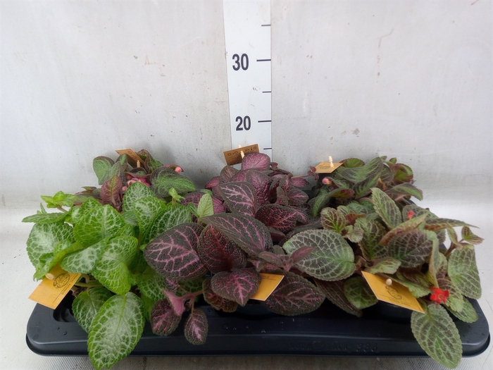 <h4>Episcia   ...</h4>