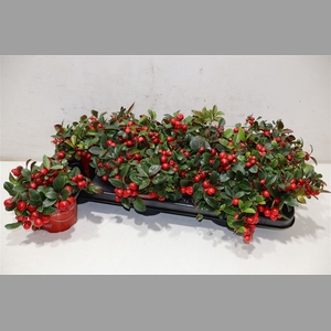 Gaultheria P V Berry