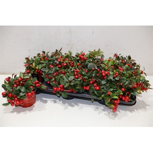 Gaultheria P V Berry