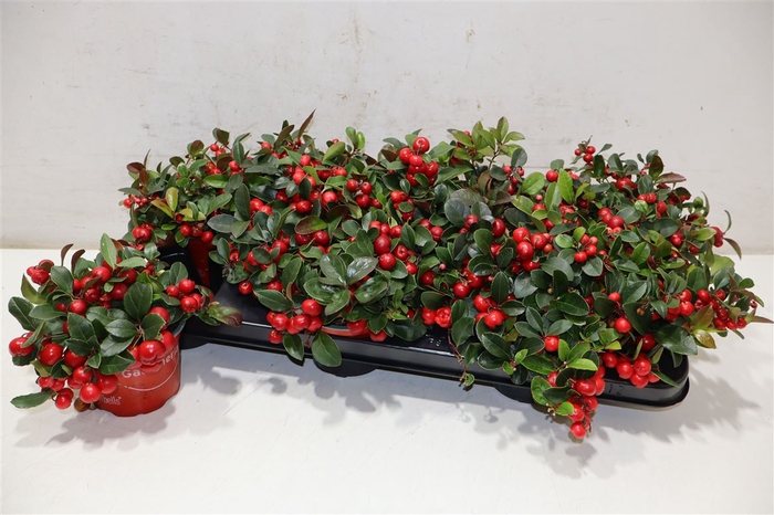 <h4>Gaultheria P V Berry</h4>
