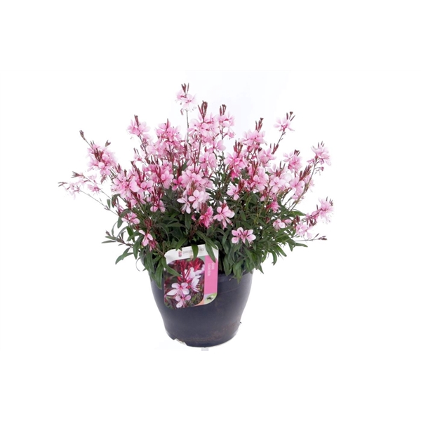 <h4>Gaura lind. Gaudi Rose</h4>