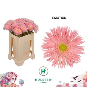 Gerbera Spider Emotion Water