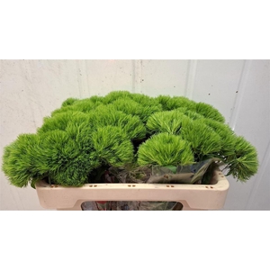 DI BARB TRIGREEN XL