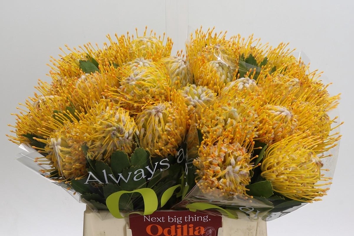 <h4>Nutans Joti</h4>