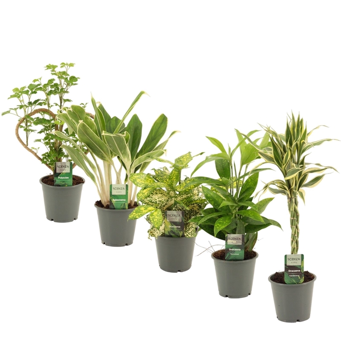 <h4>Overige groene plant</h4>