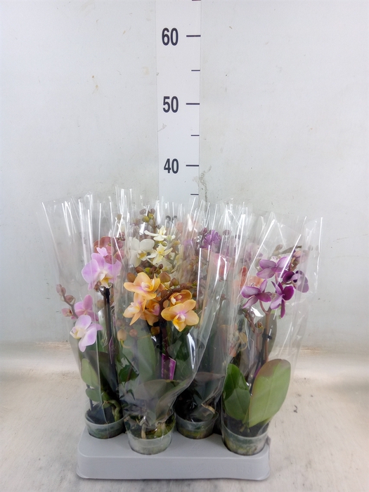 <h4>Phalaenopsis multi.   ...mix</h4>