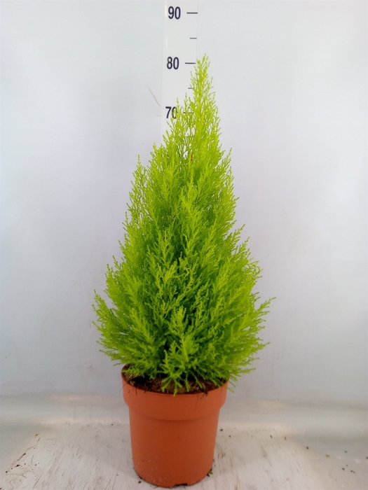 <h4>Cupressus macro. 'Goldcrest Wilma'</h4>