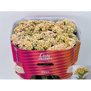 CELOSIA C HAUTE COUTURE