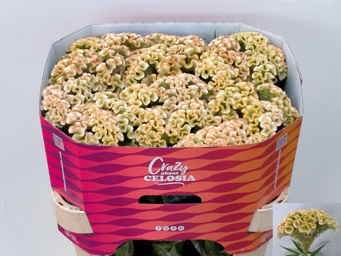 <h4>CELOSIA C HAUTE COUTURE</h4>