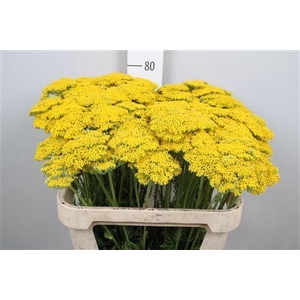 Achillea filipend. 'Parkers Variet'