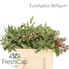 Eucalyptus Bellgum