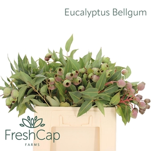 Eucalyptus Bellgum