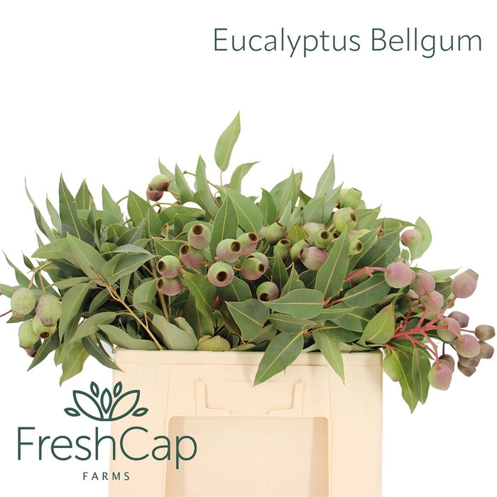 <h4>Eucalyptus Bellgum</h4>
