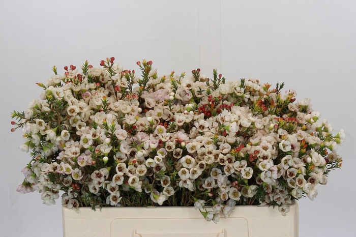 <h4>Chamelaucium Moonlight Delight</h4>