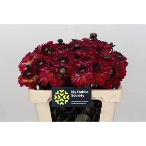 Dahlia Dancing Don