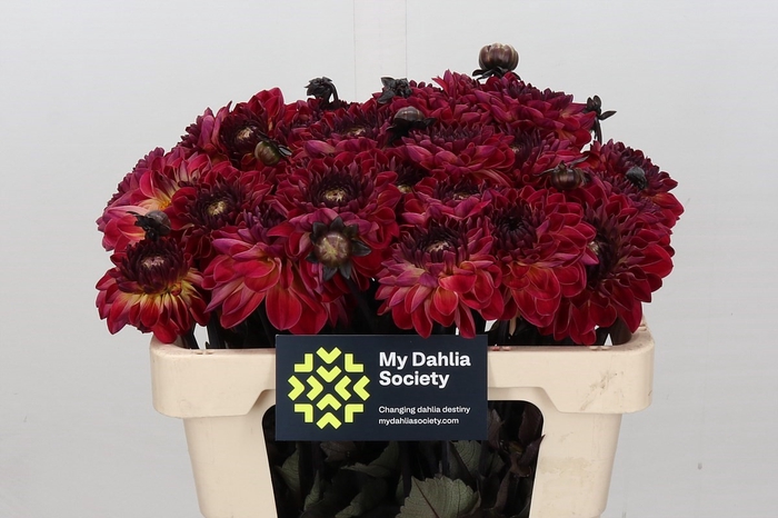 <h4>Dahlia Dancing Don</h4>