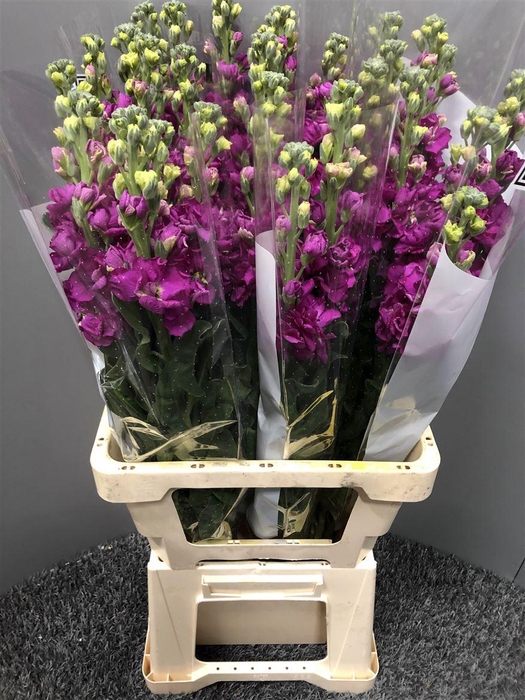 <h4>Matth Iron Rose</h4>