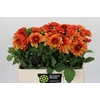 Dahlia American Sunset