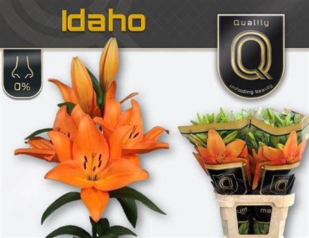 <h4>Li La Idaho</h4>
