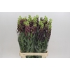 Fritillaria Persica