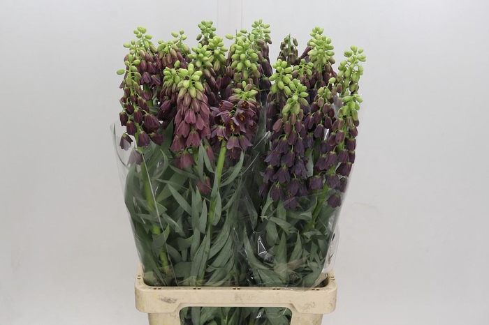 <h4>Fritillaria Persica</h4>