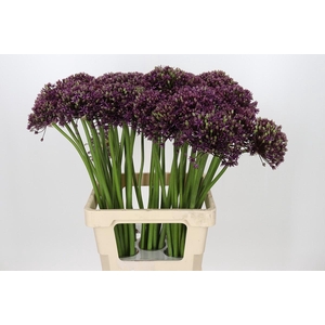 Allium Miami