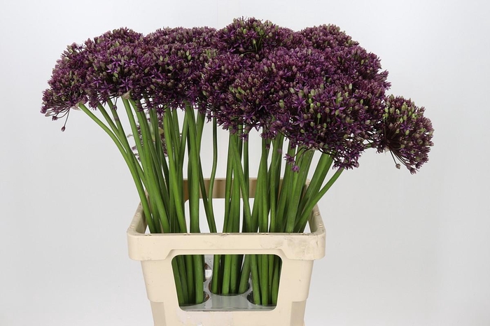 <h4>Allium Miami</h4>