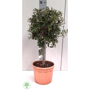 OLEA EUROPAEA