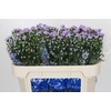 Aster Cassandra