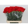 Dianthus St Arona