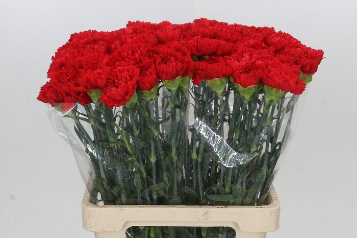 <h4>Dianthus St Arona</h4>