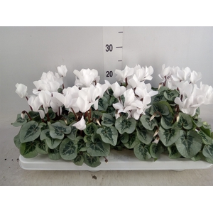 Cyclamen MD 'Rembrandt'