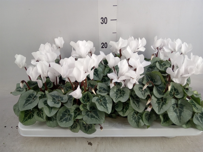 <h4>Cyclamen MD 'Rembrandt'</h4>