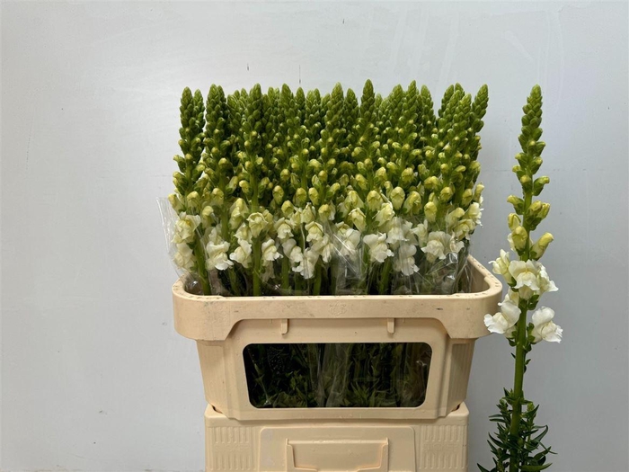 <h4>Antir Poto Ivory Wh</h4>