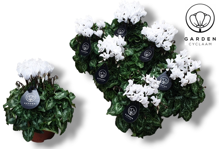 <h4>Cyclamen GARDEN WIT</h4>