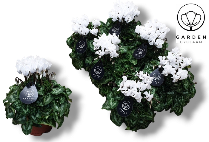 <h4>Cyclamen GARDEN WIT</h4>