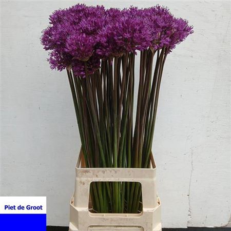 <h4>Allium Purple Sens</h4>