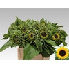 Helianthus Sunrich Orang
