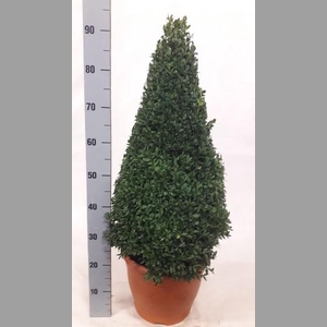 BUXU SEMPERVIRENS