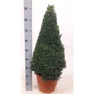 BUXU SEMPERVIRENS