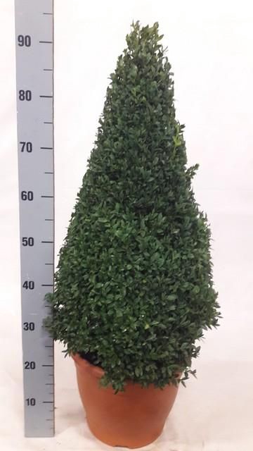 <h4>BUXU SEMPERVIRENS</h4>