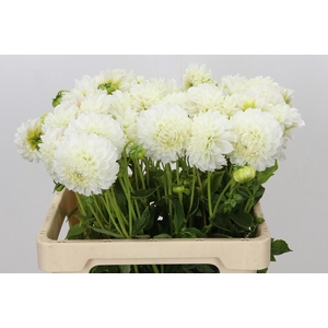 Dahlia Ice Ice Baby