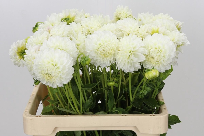 <h4>Dahlia Ice Ice Baby</h4>