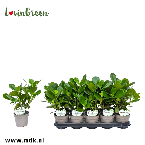<h4>Clusia Rosea Green Magic</h4>