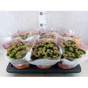Kalanchoe blos. 'RosDon Alano'