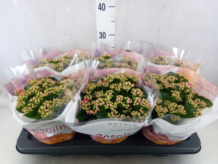 <h4>Kalanchoe blos. 'RosDon Alano'</h4>