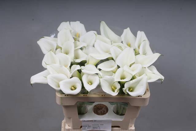 <h4>ZANT WHITE ART</h4>