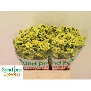 LIM S SIN MAX YELLOW